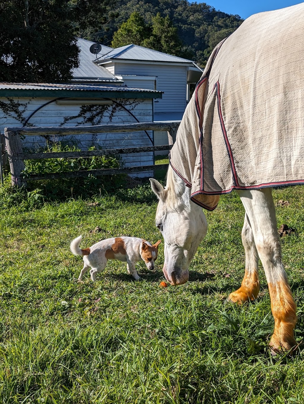 Sabrina Stephens Equine Assisted Therapy | 3434 Kerry Rd, Darlington QLD 4285, Australia | Phone: 0413 760 263