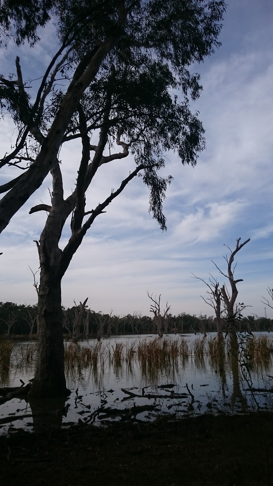 GUM SWAMP & BIRD HIDE | park | Newell Hwy, Forbes NSW 2871, Australia