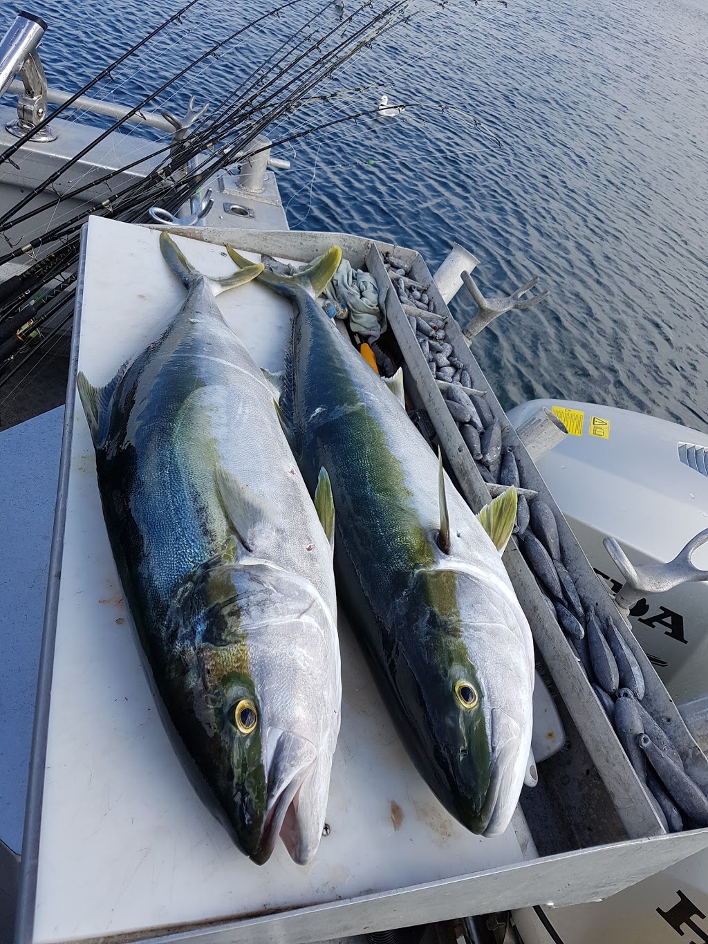 Ocean Grove Fishing Charters | Boat Ramp, Hesse St, Queenscliff VIC 3225, Australia | Phone: 0400 568 656