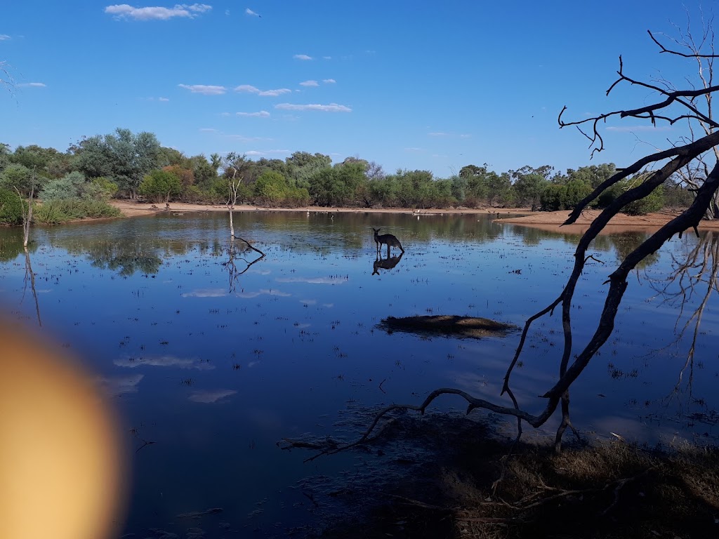 Bowra Sanctuary | Bowra Wildlife Sanctuary, 887 Humeburn Road, Cunnamulla QLD 4490, Australia | Phone: 0455 527 698