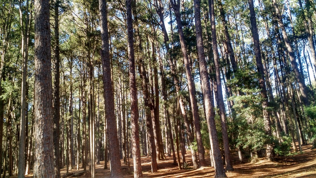 Pines Forest Park | campground | Palmers Rd, Laguna NSW 2325, Australia