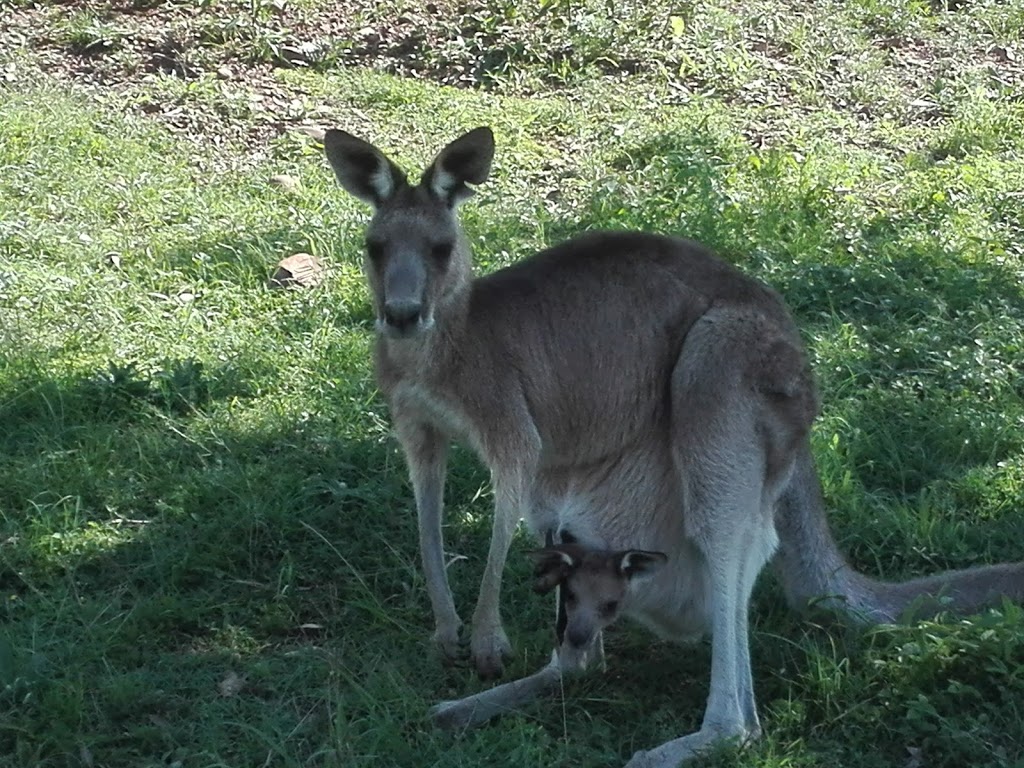 Lumley Hill Camp Ground | campground | Lake Wivenhoe QLD 4306, Australia | 0428310740 OR +61 428 310 740