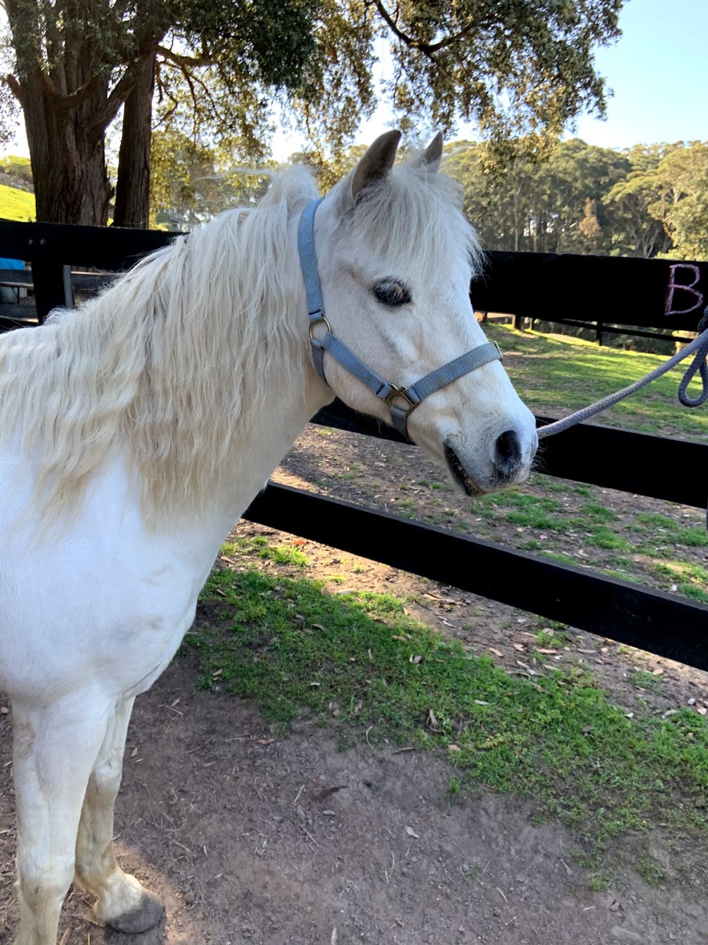 The Outlook Riding Academy | Gate 2/256 Scenic Hwy, Terrigal NSW 2260, Australia | Phone: 0427 189 567