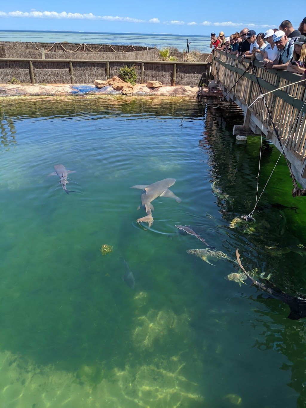 Ocean Park Aquarium | 1 Ocean Park Rd, Shark Bay WA 6537, Australia | Phone: (08) 9948 1765