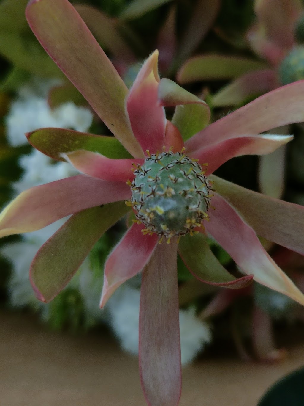 Ela Flora | 12 N Esk Dr, Seaham NSW 2324, Australia | Phone: 0407 243 134