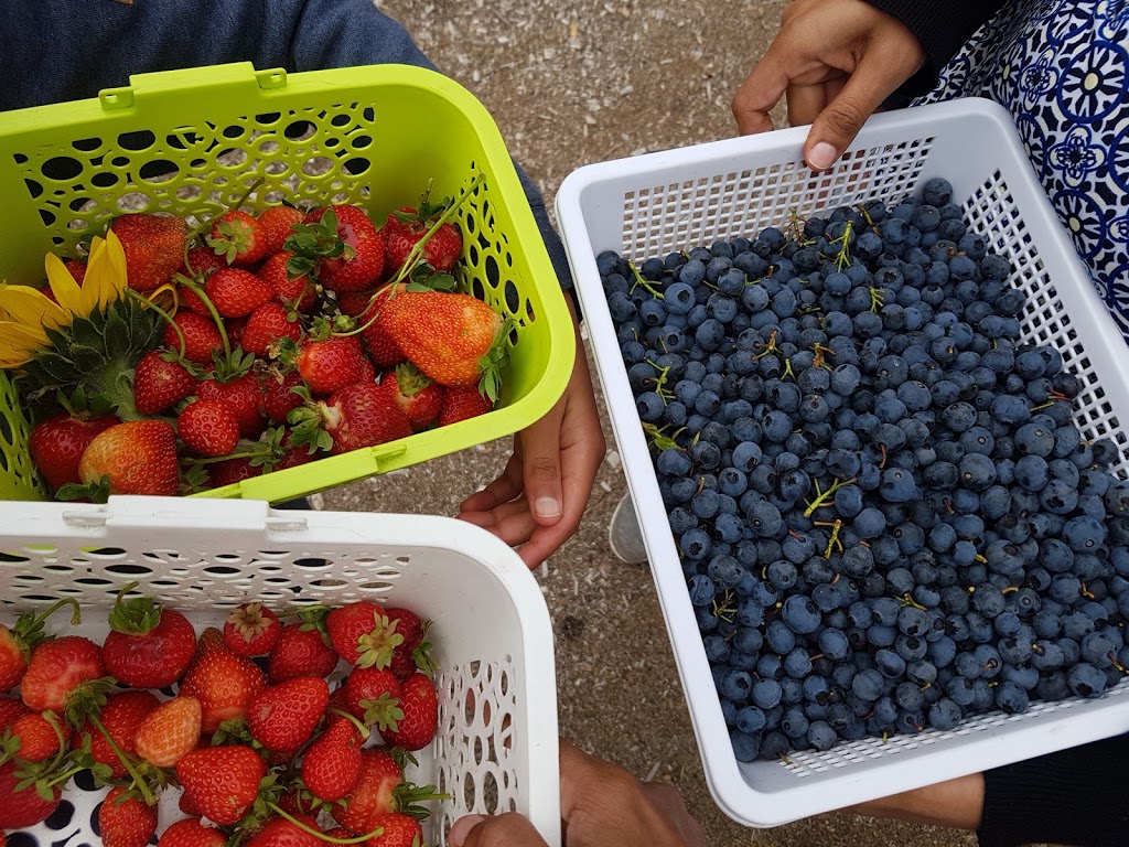 Otway Blueberries | store | 155 Gellibrand-Carlisle Rd, Gellibrand VIC 3239, Australia | 0352358185 OR +61 3 5235 8185