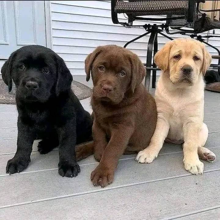 Lukes pet sitting Brisbane Northside | Jayleigh Ct, Morayfield QLD 4506, Australia | Phone: 0414 672 586