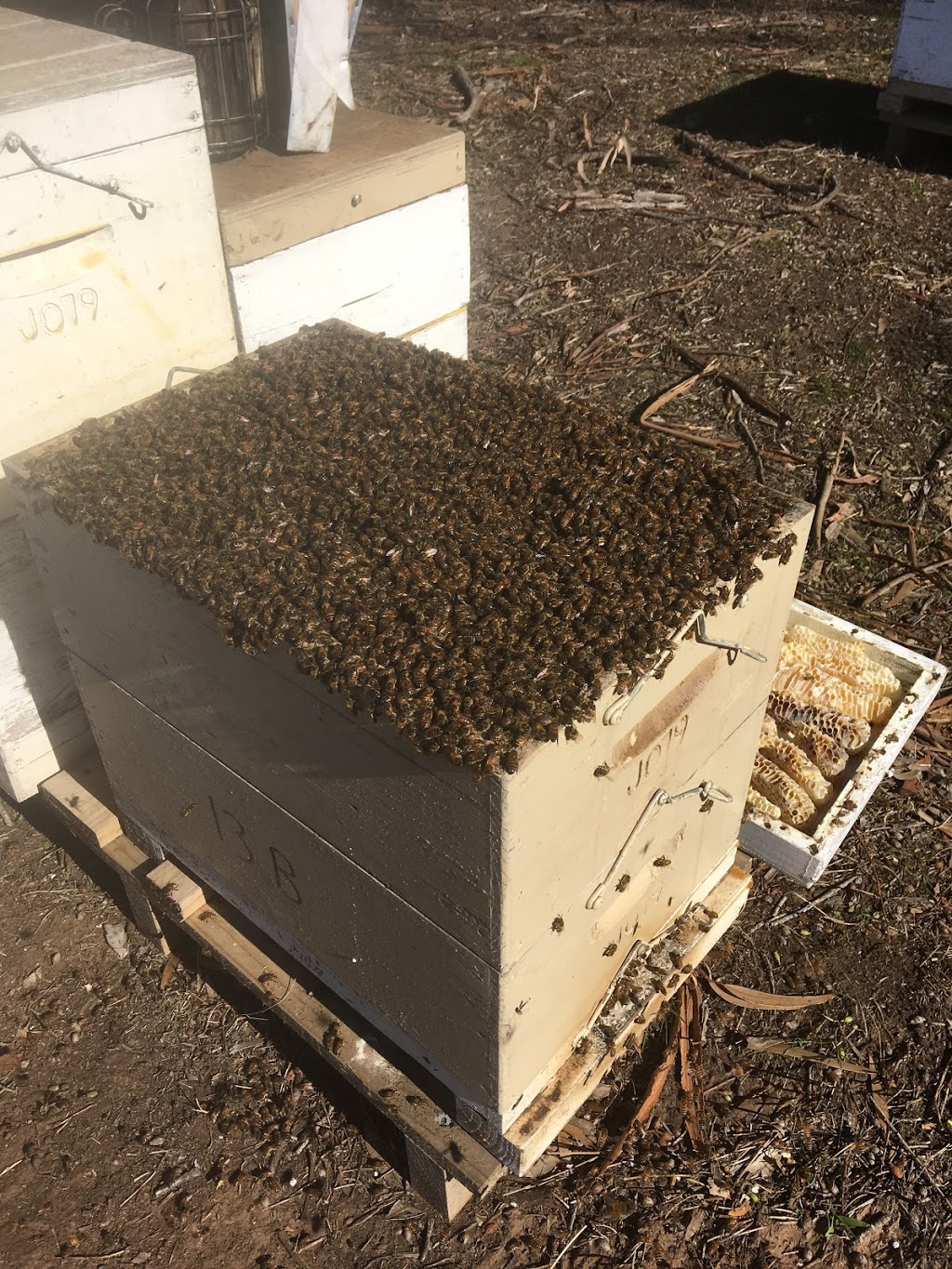 Jennings Honey |  | 221 Common Rd, Inverleigh VIC 3321, Australia | 0427672383 OR +61 427 672 383
