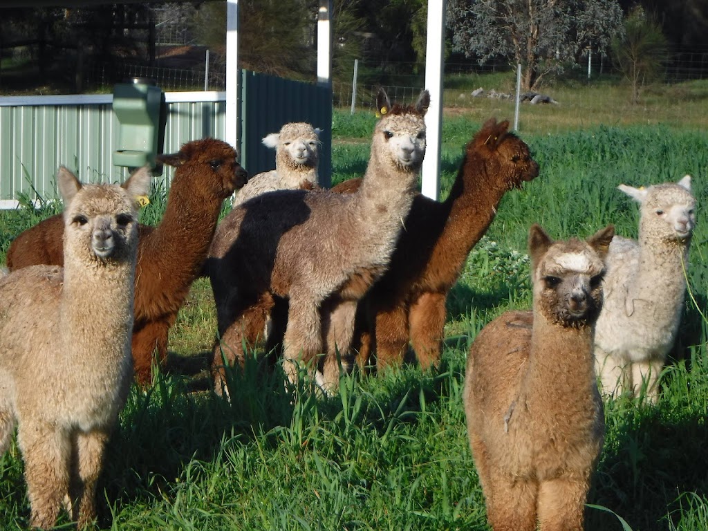 Treechange Alpacas | food | Jingalling Brook Road, Morangup WA 6083, Australia | 0413538285 OR +61 413 538 285