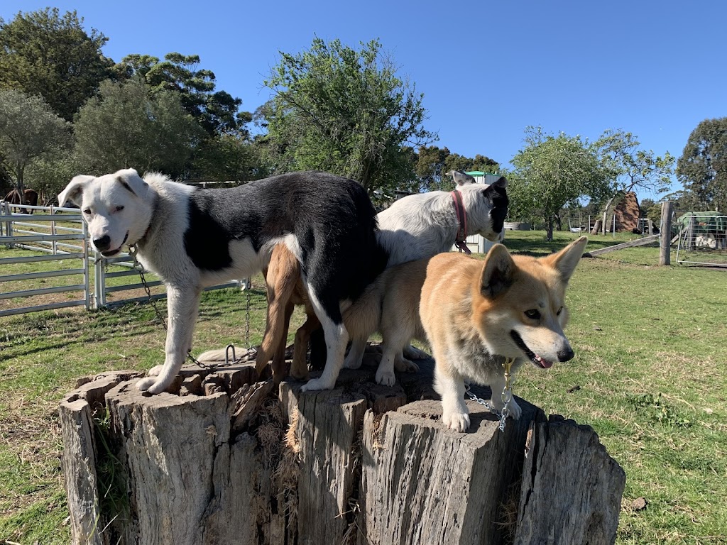 Lancaster’s Horse Rides | Lancaster Rd, Swan Reach VIC 3903, Australia | Phone: 0458 211 123