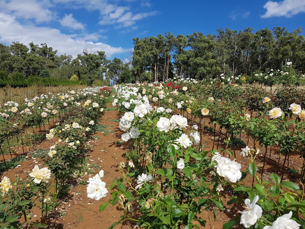 Herons Rest Roses | 144 Fairy Dell Rd, Monbulk VIC 3793, Australia | Phone: 0477 913 541