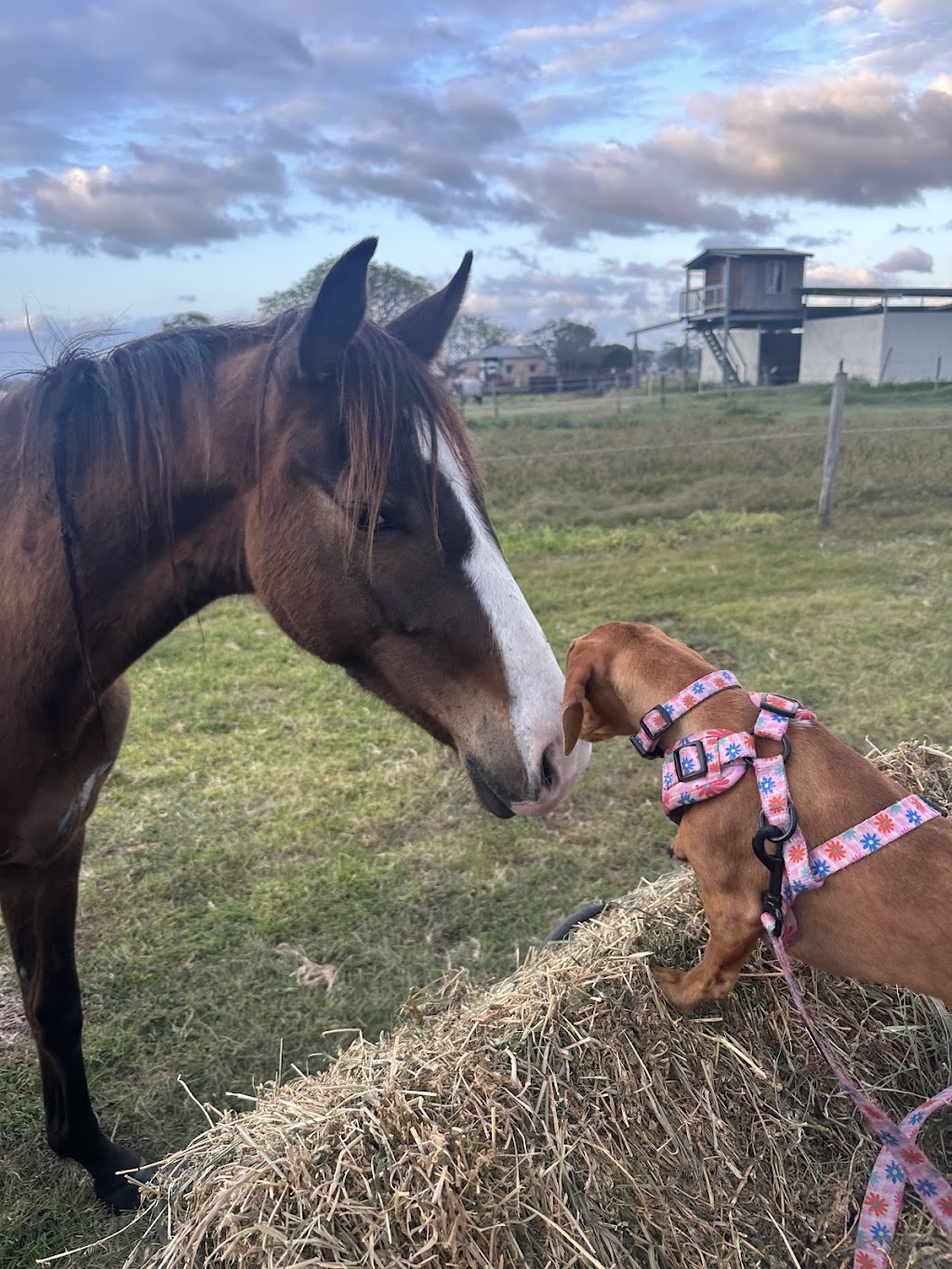 Kissimmee Performance Horses | 7678 Mount Lindesay Hwy, Beaudesert QLD 4285, Australia | Phone: 0405 449 700