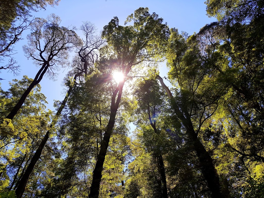 Great Otway National Park | Cape Otway VIC 3233, Australia | Phone: 13 19 63