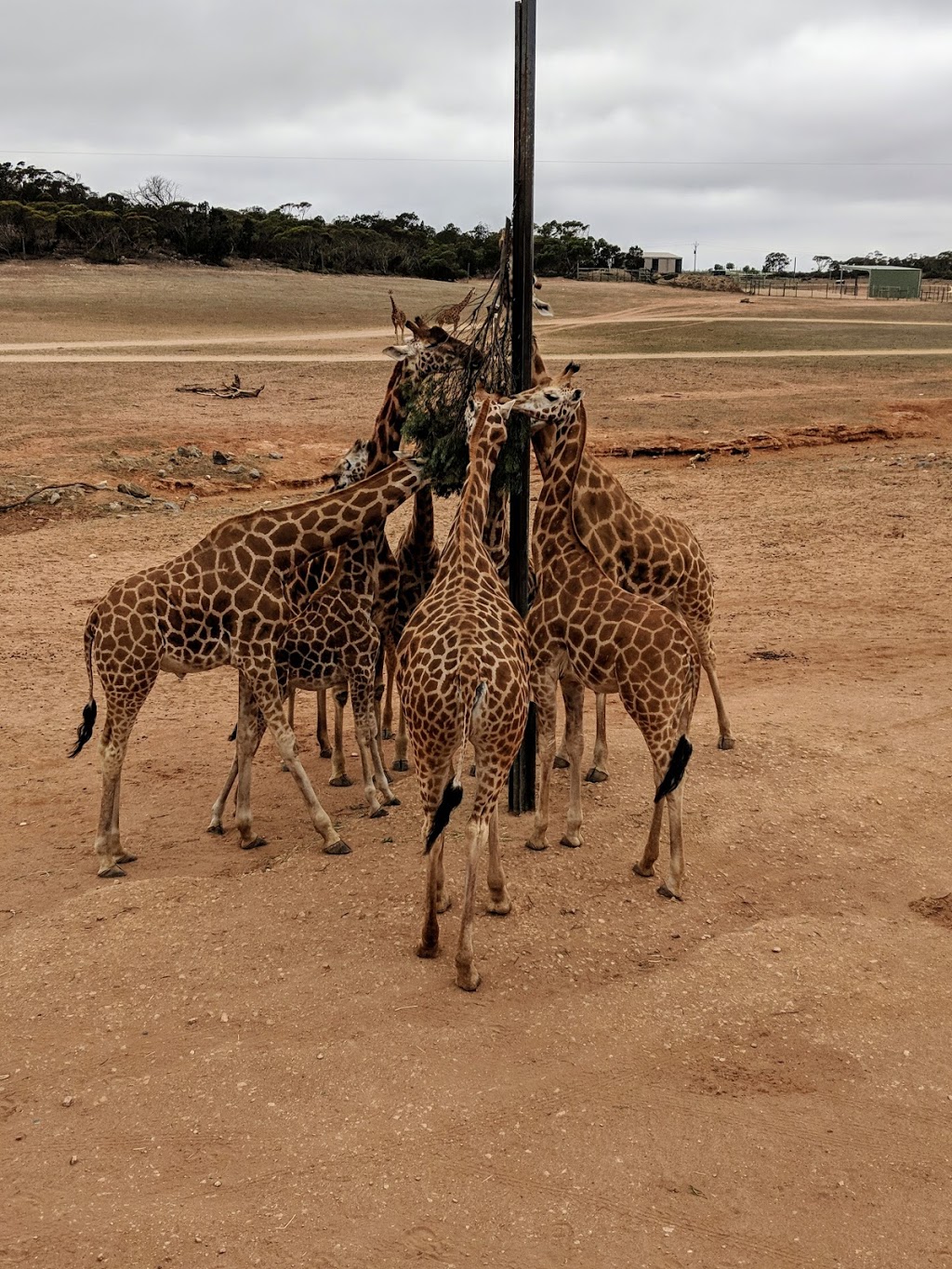 Giraffe lookout | Unnamed Road, Monarto SA 5254, Australia