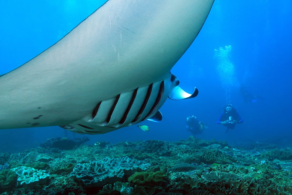 The Scuba Coach (Head Office) | travel agency | Admin Office Only. Dive Store located at Runaway Bay Marina, 2/3 Parneno St, Surfers Paradise QLD 4216, Australia | 0730407848 OR +61 7 3040 7848