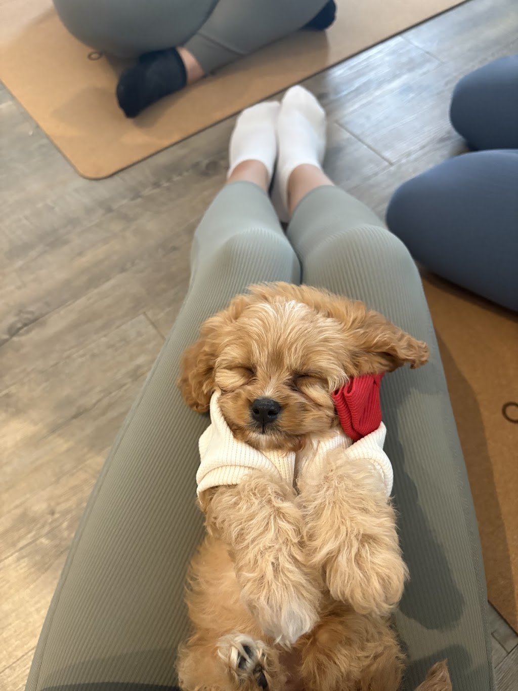 Puppy Yoga Melbourne | 54 Greens Rd, Strathtulloh VIC 3338, Australia | Phone: (03) 9531 4000
