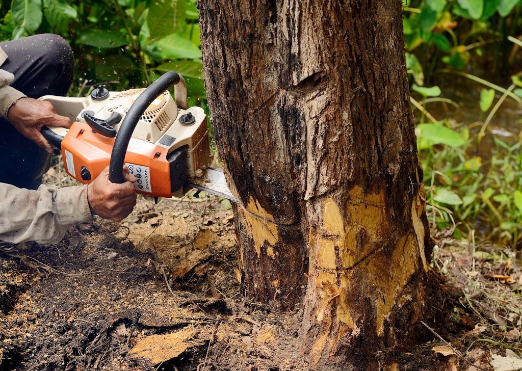 Tree Removal Richmond Lowlands |  | Tree Lopping, Tree Trimming, Land Clearing, Arborist, Richmond Lowlands NSW 2753, Australia | 0480024711 OR +61 480 024 711