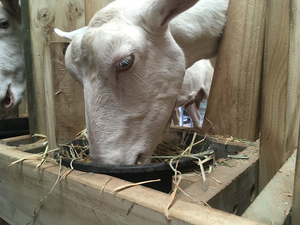 Little Cedar - Farmhouse Goat Cheese | 21 Bowers Rd, Winton VIC 3673, Australia | Phone: 0478 056 658