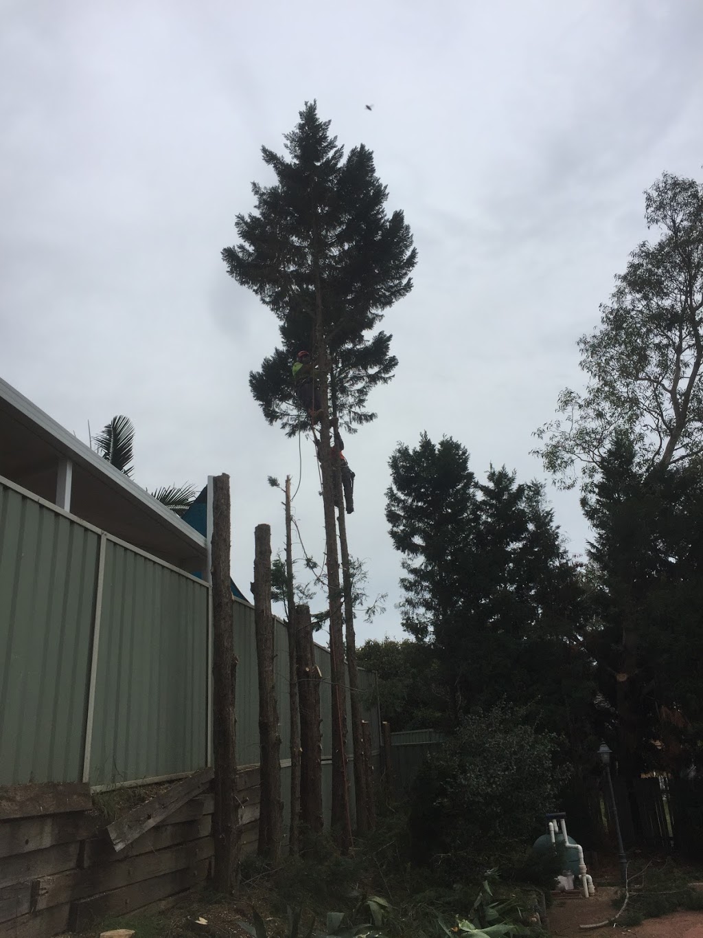 ASG Tree Services | 16-24 Tickner St, Castlereagh NSW 2749, Australia | Phone: 0415 583 100