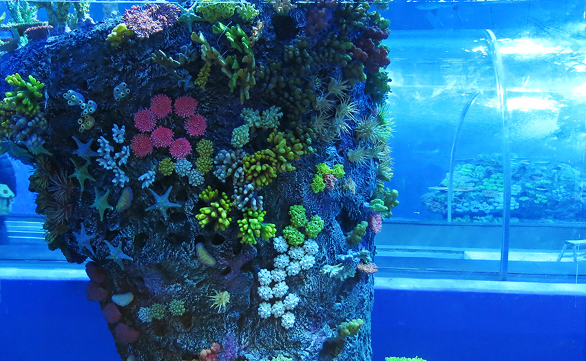 Advanced Aquarium Technologies | aquarium | 14 Kerryl St, Kunda Park QLD 4556, Australia | 0754765300 OR +61 7 5476 5300