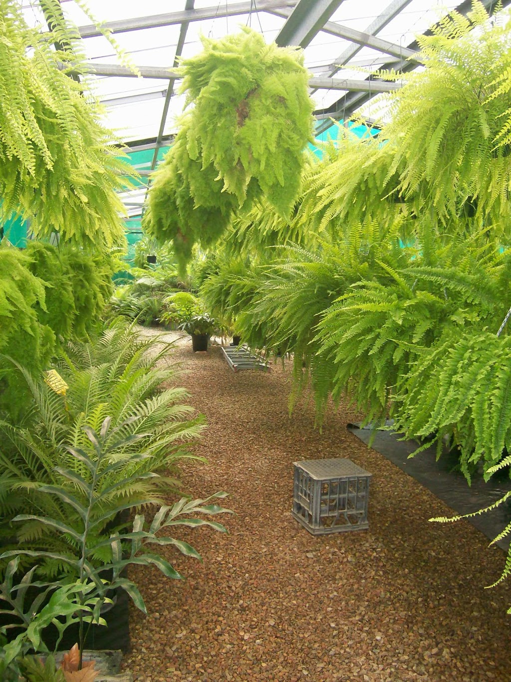 Fees Fernhouse - Tree Ferns, Hanging Ferns & Allies | 89-91 Dempsey St, Gordonvale QLD 4865, Australia | Phone: 0438 561 878