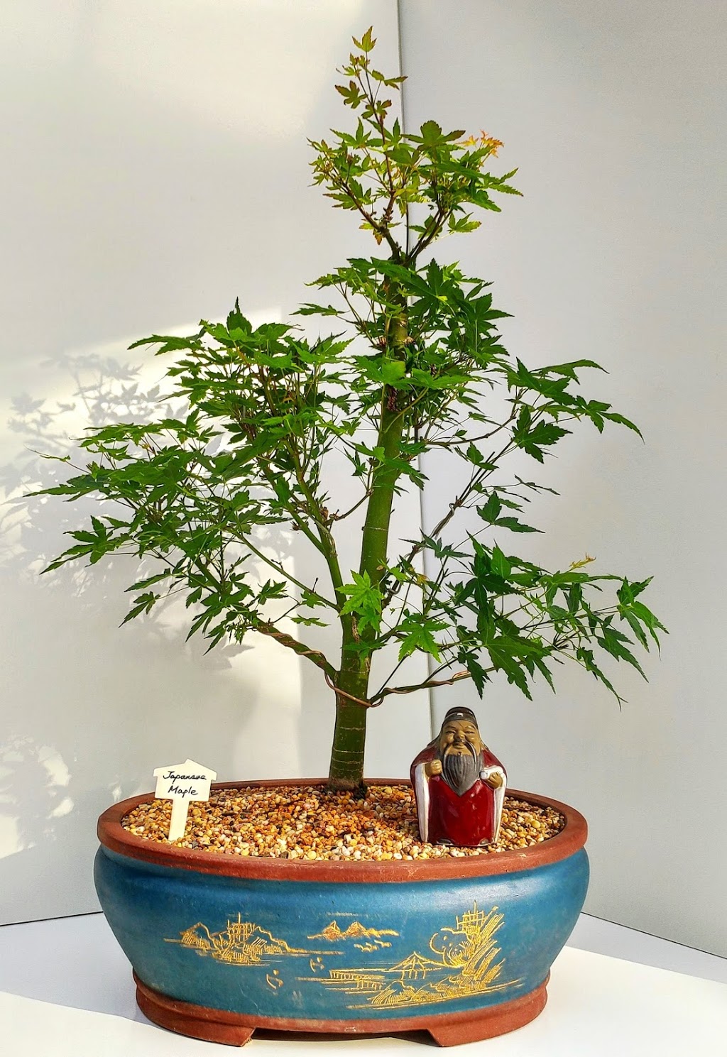 Bonsai Gifts Nursery | store | 19 Stubbin St, Belivah QLD 4207, Australia | 0421219223 OR +61 421 219 223