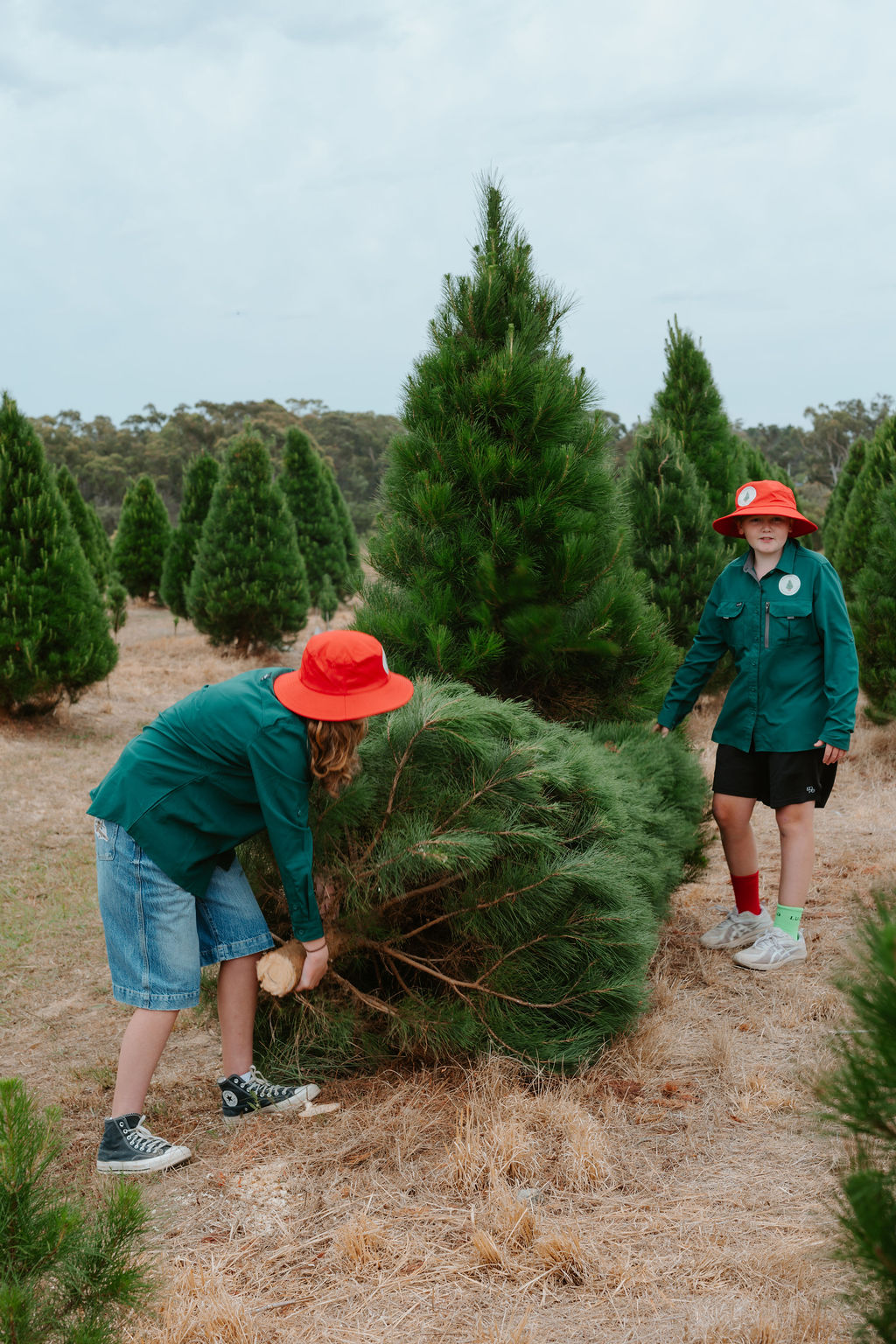 Wedderburn Christmas Trees | 64 Blackburn Rd, Wedderburn NSW 2560, Australia | Phone: 0402 086 032
