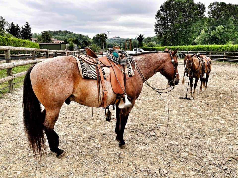 Able Custom Saddles | 12 Cassidy St, Bell QLD 4408, Australia | Phone: 0488 680 550