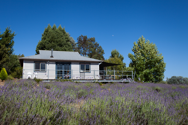 Nannup Lavender Farm | 4365 Graphite Rd, Carlotta WA 6275, Australia | Phone: 0428 302 370