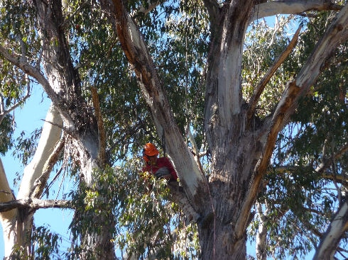 John Henry Tree Services | 15 Kookie Ave, Pacific Palms NSW 2428, Australia | Phone: 0428 960 259