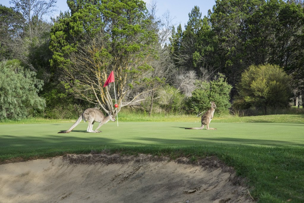 Barossa Valley Golf Club |  | 191 Golf Course Rd, Nuriootpa SA 5355, Australia | 0885621589 OR +61 8 8562 1589