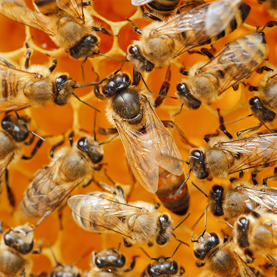 Bees Alive! | 36 Oxford Pl, Fitzgibbon QLD 4018, Australia | Phone: 0435 018 283