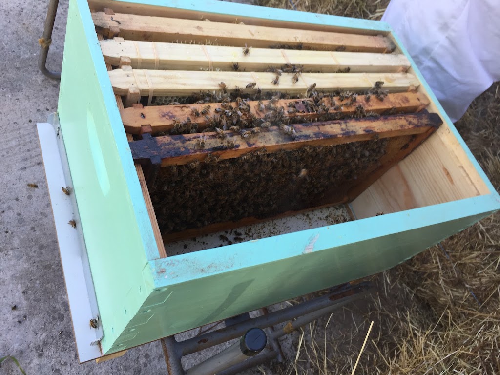 Arthurs Creek Bees and Honey | Arthurs Creek Rd, Arthurs Creek VIC 3099, Australia | Phone: 0419 567 308