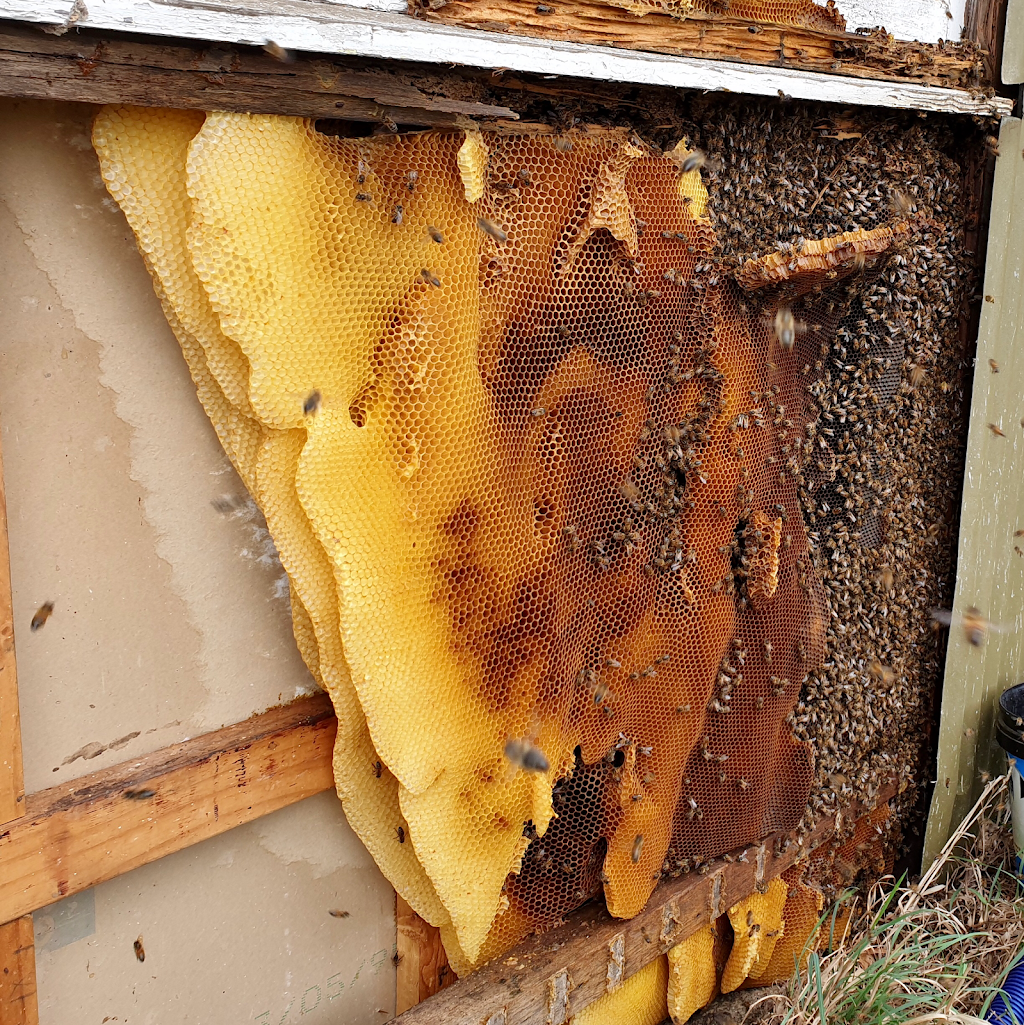 Tower Hill Beekeeping | store | Queen St, Koroit VIC 3282, Australia | 0439616919 OR +61 439 616 919
