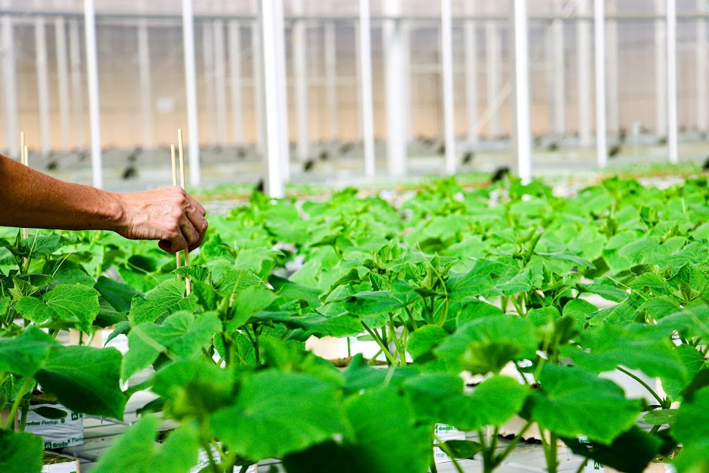 Provenance Propagation Australia Pty Ltd | 77 Parker Rd, Wells Crossing NSW 2460, Australia | Phone: 1300 677 193