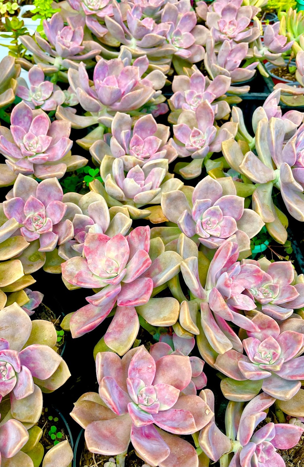 The Succulent Emporium Australia | 41 Lieutenant St, Jordan Springs NSW 2747, Australia | Phone: 0410 886 031