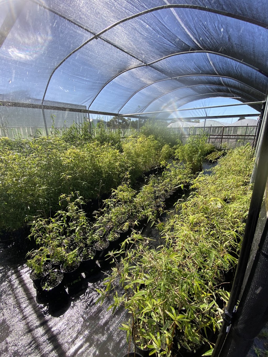 Barwon Bamboo Nursery | 392-400 Bellarine Hwy, Moolap VIC 3224, Australia | Phone: 0425 803 549