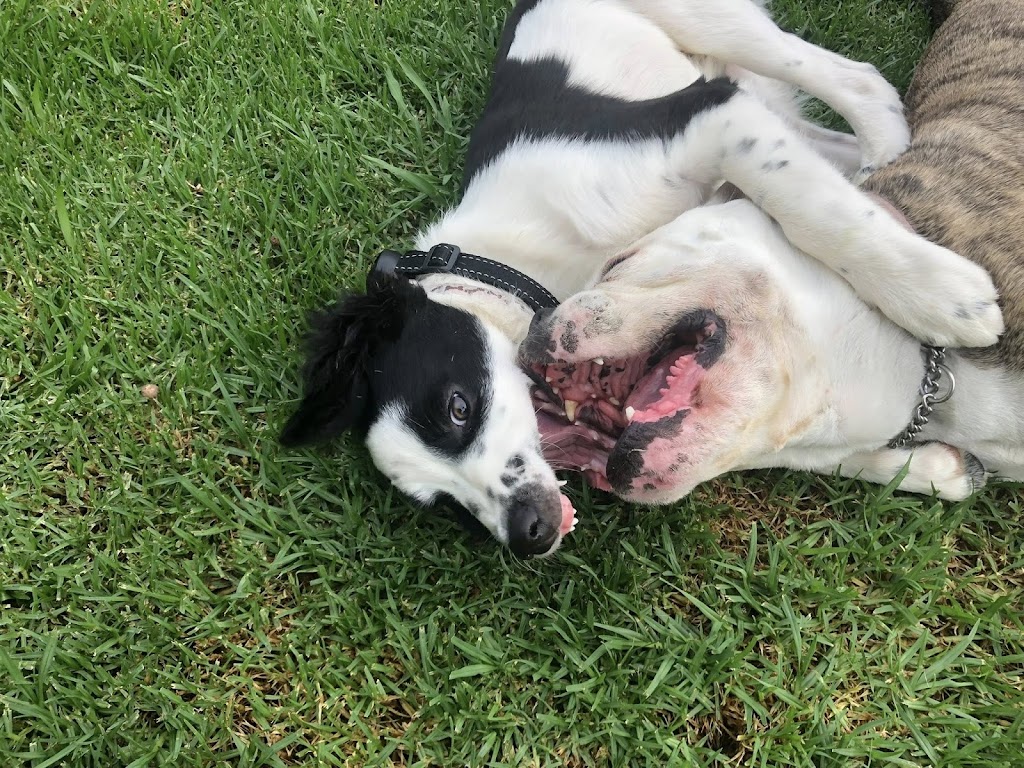 Debs Dog Training | Failford NSW 2430, Australia | Phone: 0494 551 882