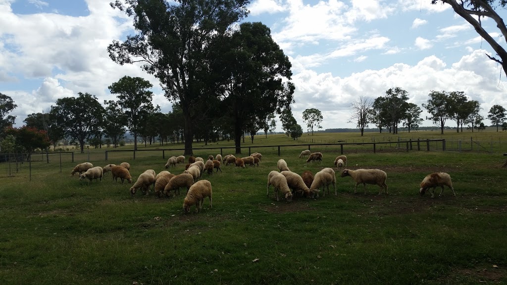 Towri Sheep Cheeses | 206 Saville Rd, Allenview QLD 4285, Australia | Phone: 0403 463 429