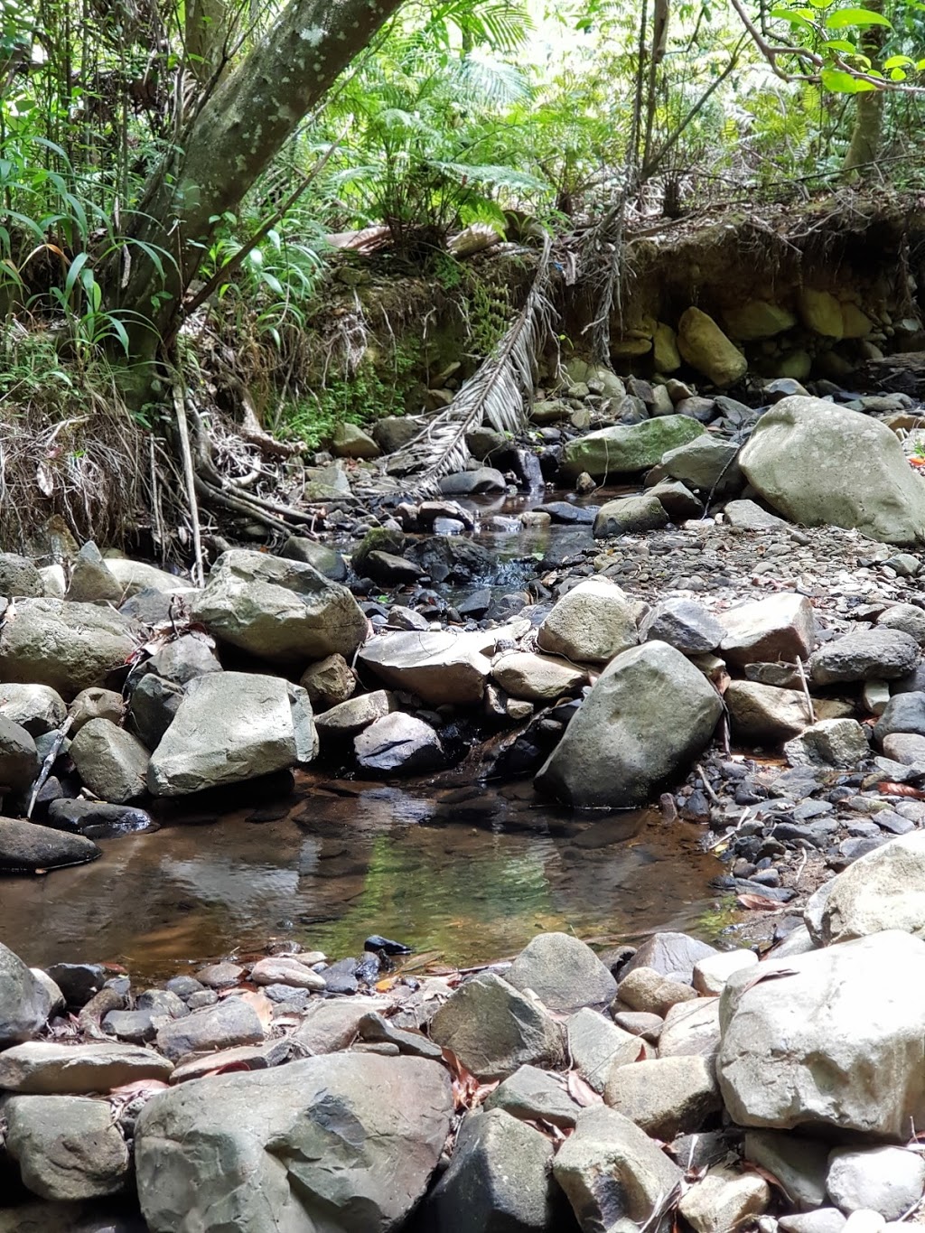 Cougal Cascade | park | Currumbin Valley QLD 4223, Australia