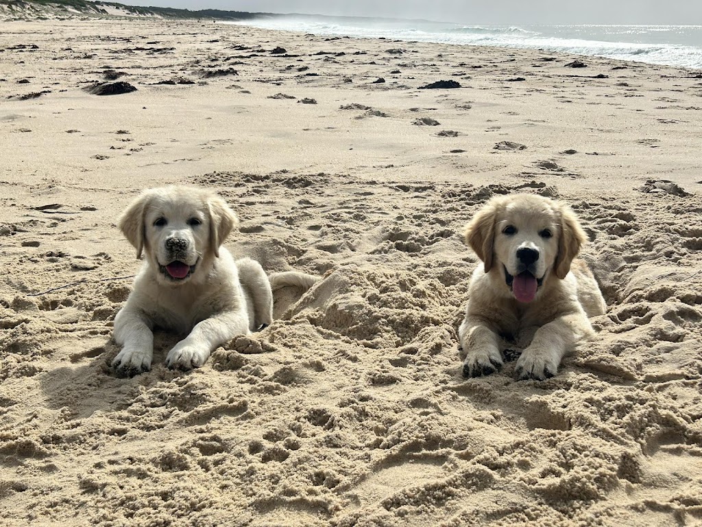 Sunryz Golden Retrievers | Quorrobolong Rd, Cessnock NSW 2325, Australia | Phone: 0404 076 810