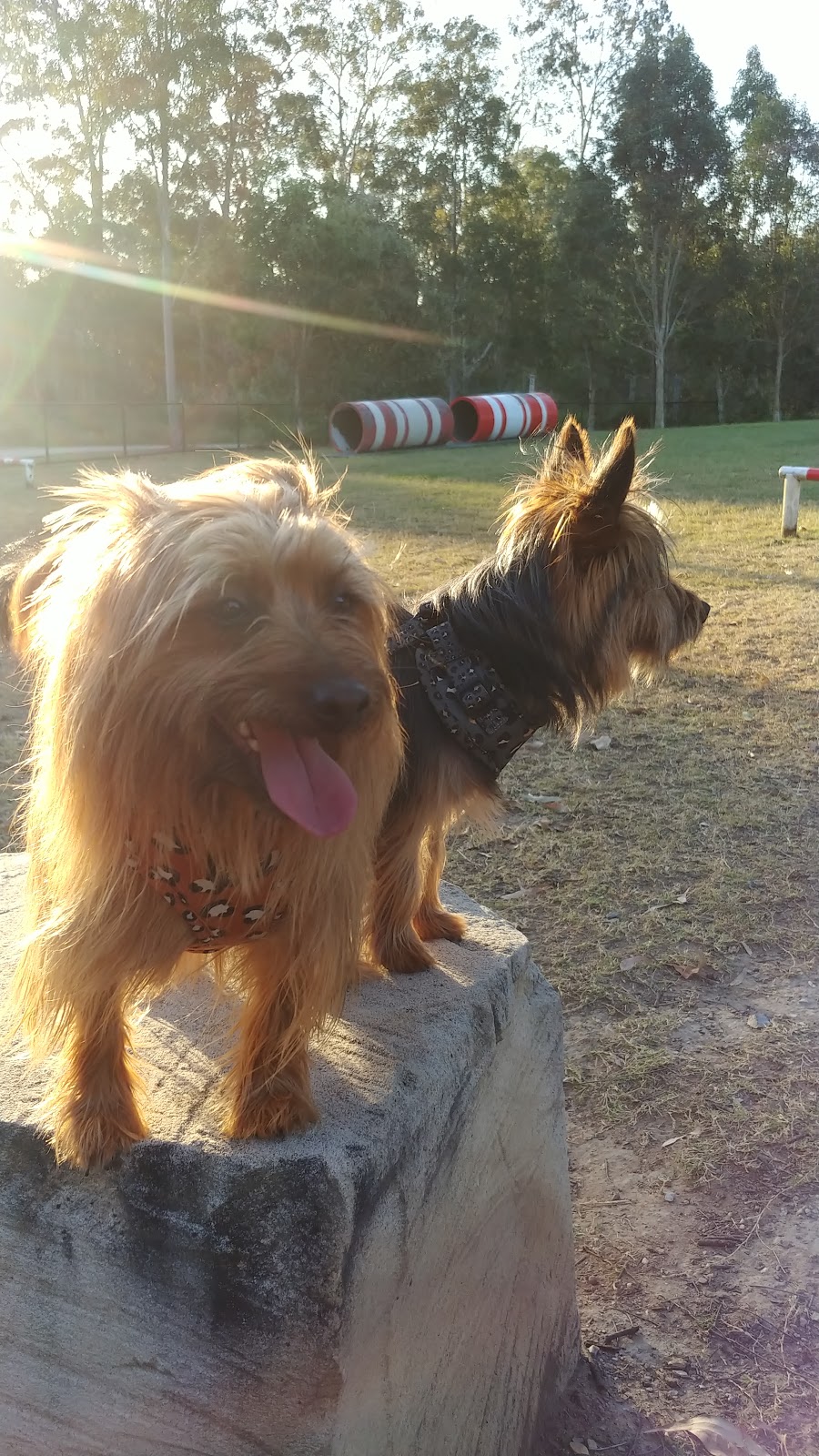 Jarvis Fenced Agility Dog Park | park | Jarvis Rd, Waterford QLD 4133, Australia