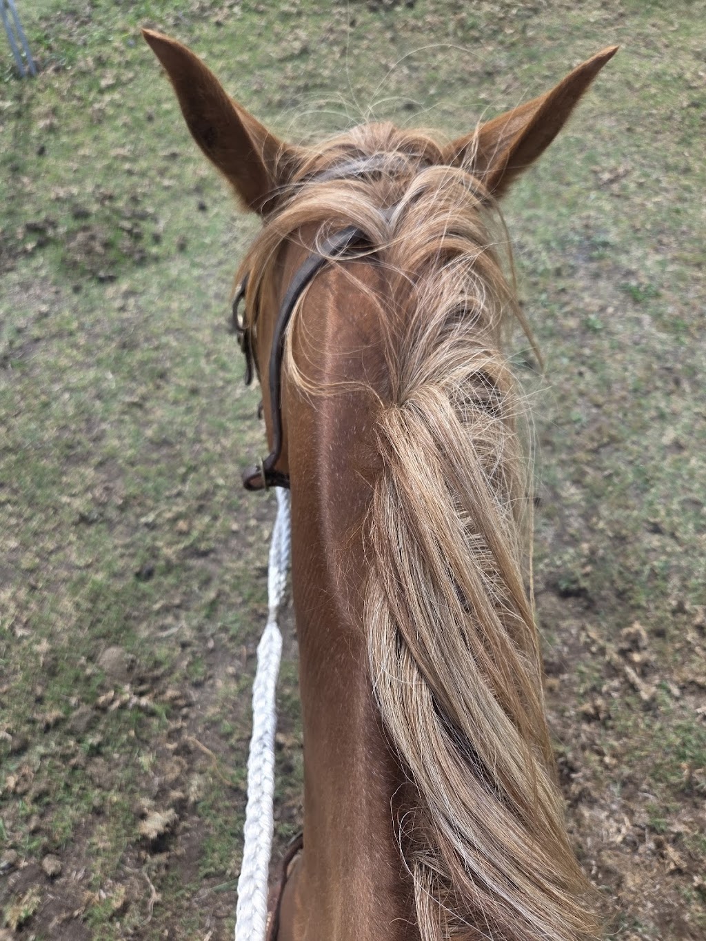Equine Partnered Academy | 432 Fullerton Cove Rd, Fullerton Cove NSW 2318, Australia | Phone: 0409 849 436