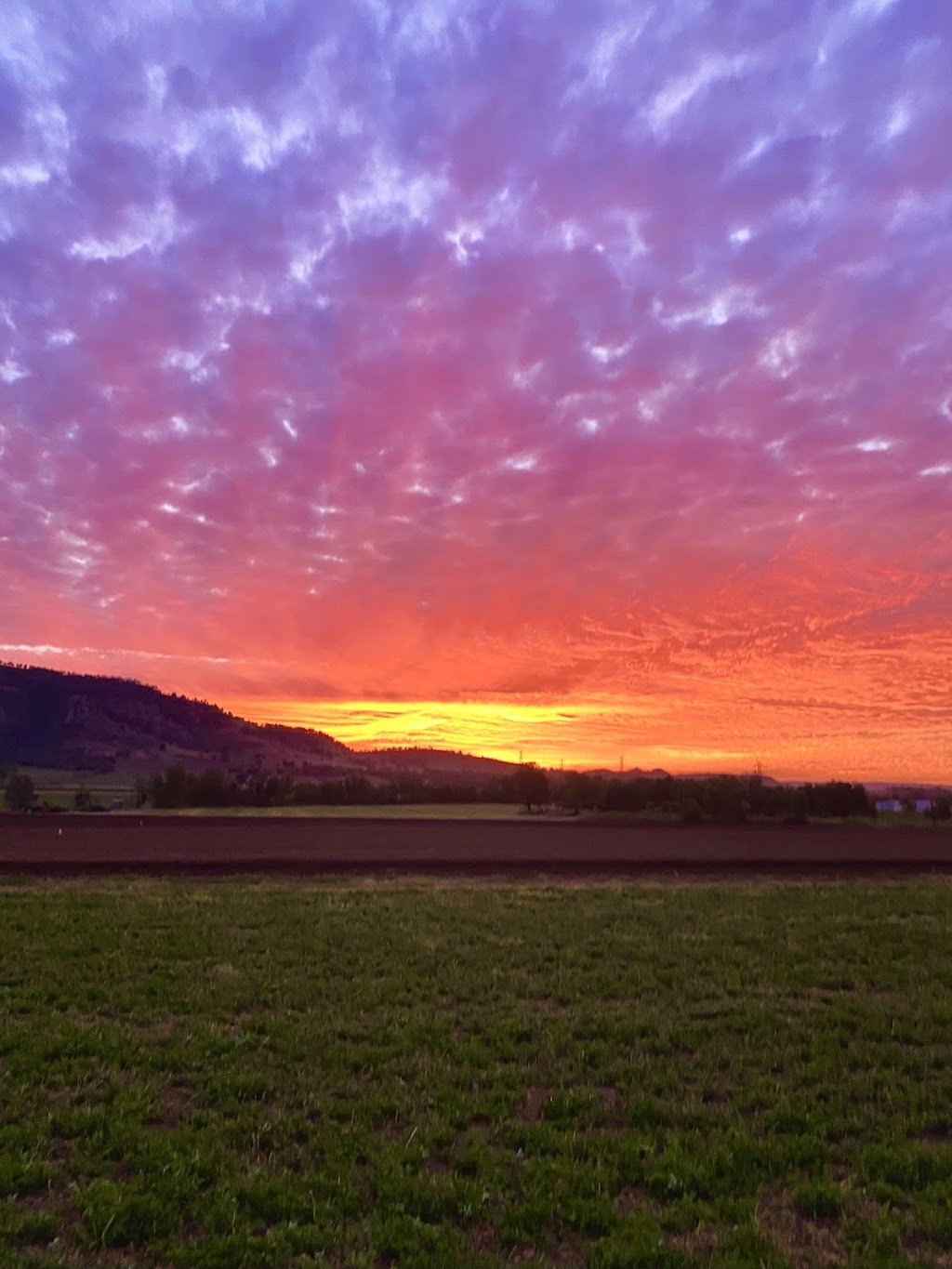 Old Mill Organic Farm | 186 Ingoldsby Rd, Upper Tenthill QLD 4343, Australia | Phone: 0419 798 060