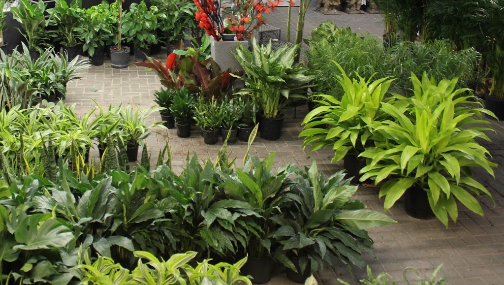 Pots Plants | store | 3 Binda Dr, Cranley QLD 4350, Australia | 0477161560 OR +61 477 161 560