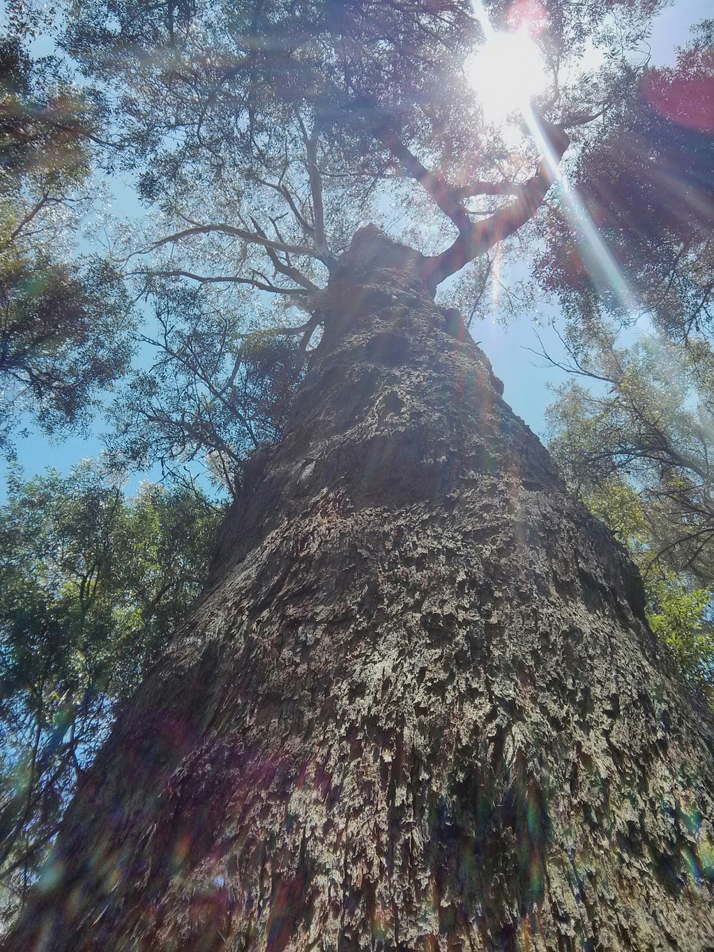 Yarrawa State Forest | Robertson NSW 2577, Australia