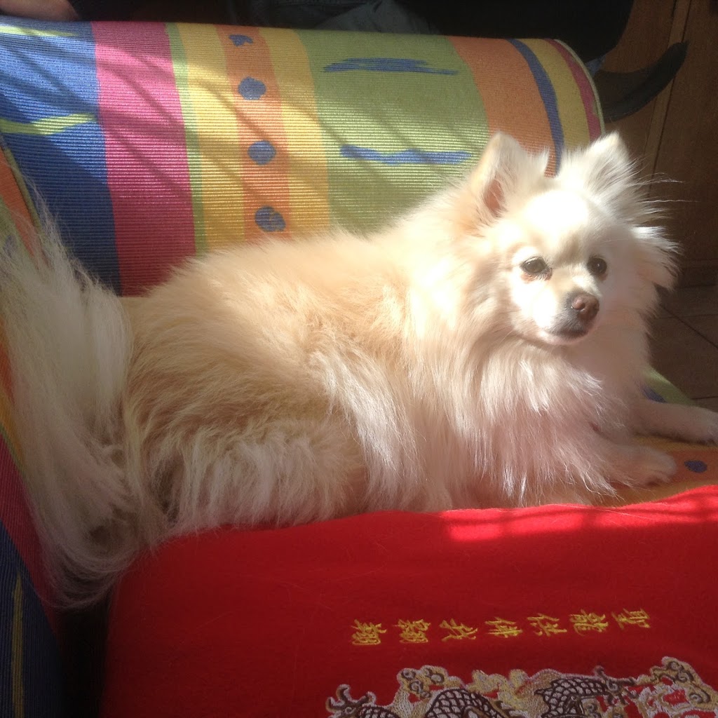 The Dog Clinic Hobart - Veterinary care exclusively for dogs | 4/148 Channel Hwy, Taroona TAS 7053, Australia | Phone: (03) 6227 9586