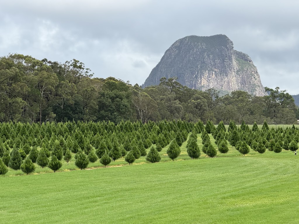 Sunshine Coast Christmas Tree Farm | 63 Endeavour Rd, Beerburrum QLD 4517, Australia | Phone: 0409 059 180
