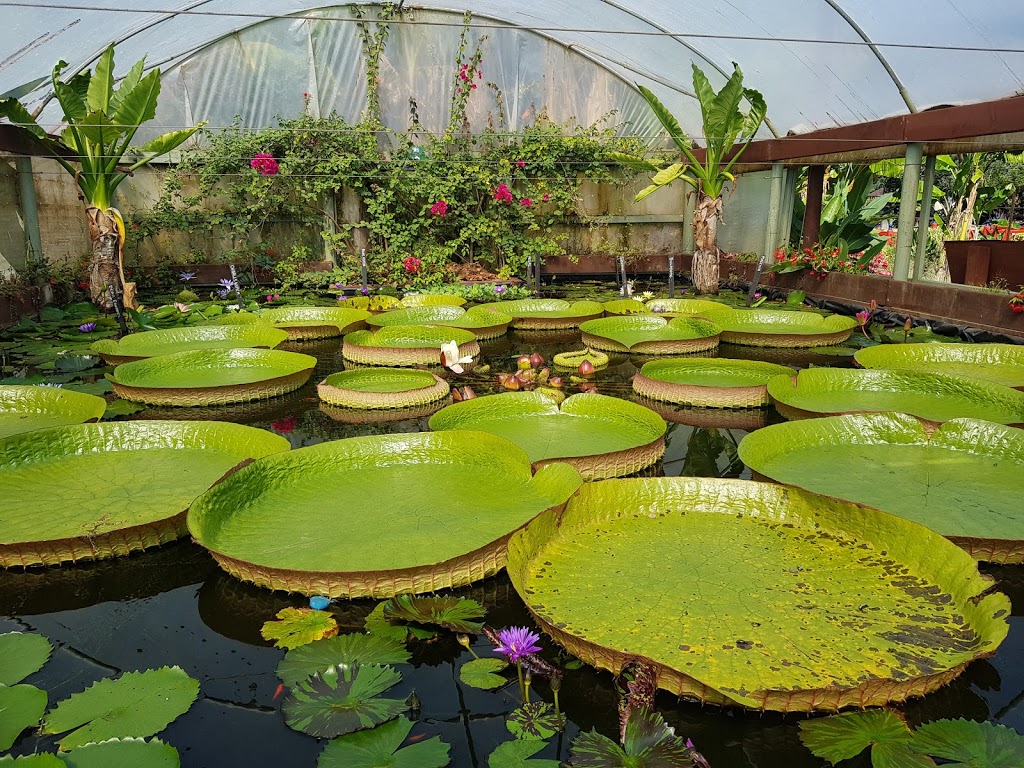Blue Lotus Water Garden | tourist attraction | 2628 Warburton Hwy, Yarra Junction VIC 3797, Australia | 0359672061 OR +61 3 5967 2061