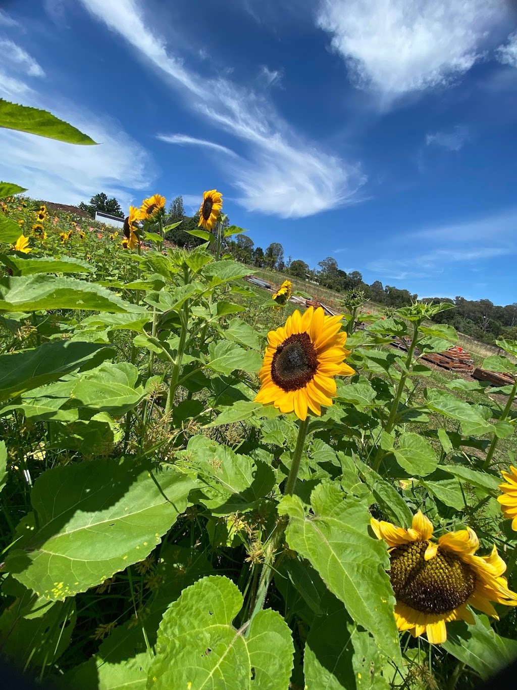 Glenbernie Family Farms |  | 610 Bells Line of Rd, Kurmond NSW 2757, Australia | 0407945581 OR +61 407 945 581